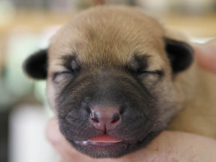 chinook puppy
